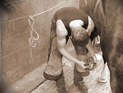 Fitting shoe on horse